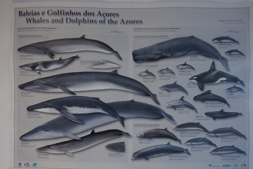 Walvissen en dolfijnen rondom de Azoren