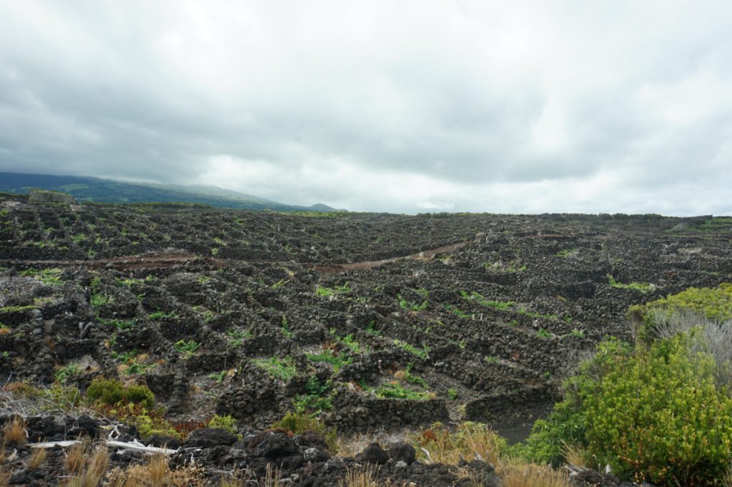 Azoren wijngaarden met vulkaanrotsen