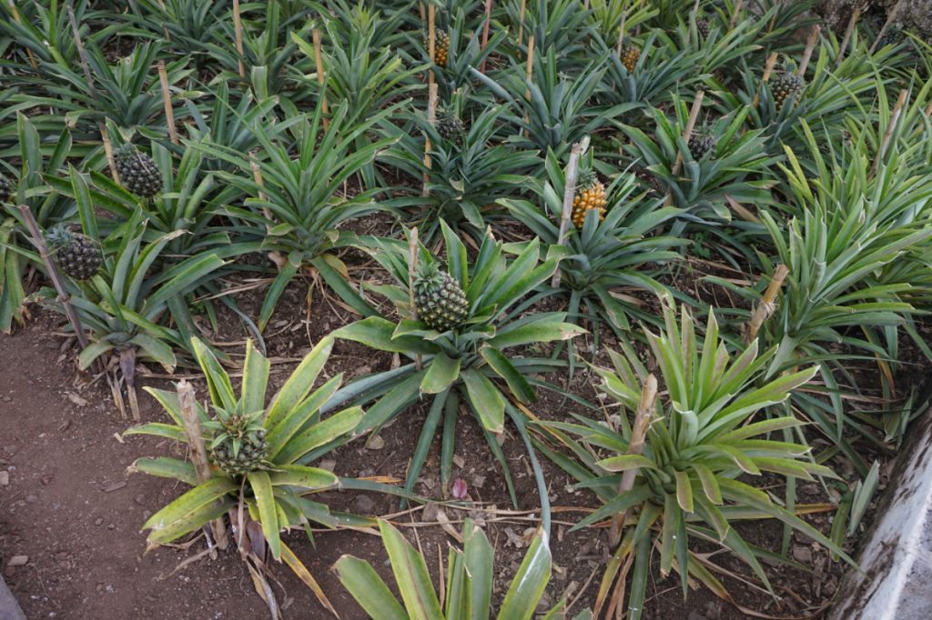 Ananas plantage Azoren