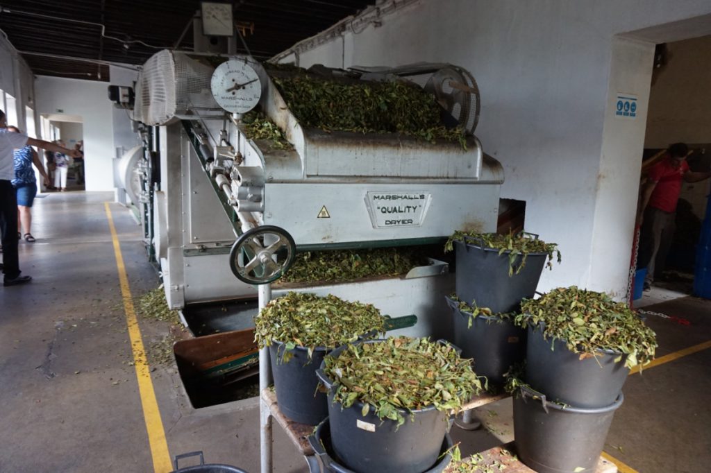 theetuin Europa Azoren