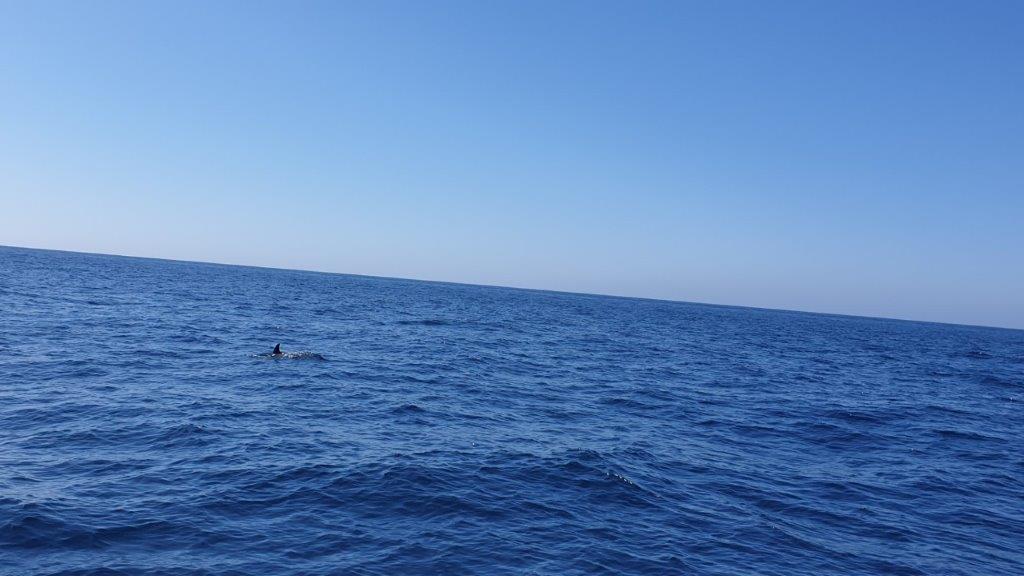 dolfijn in zee