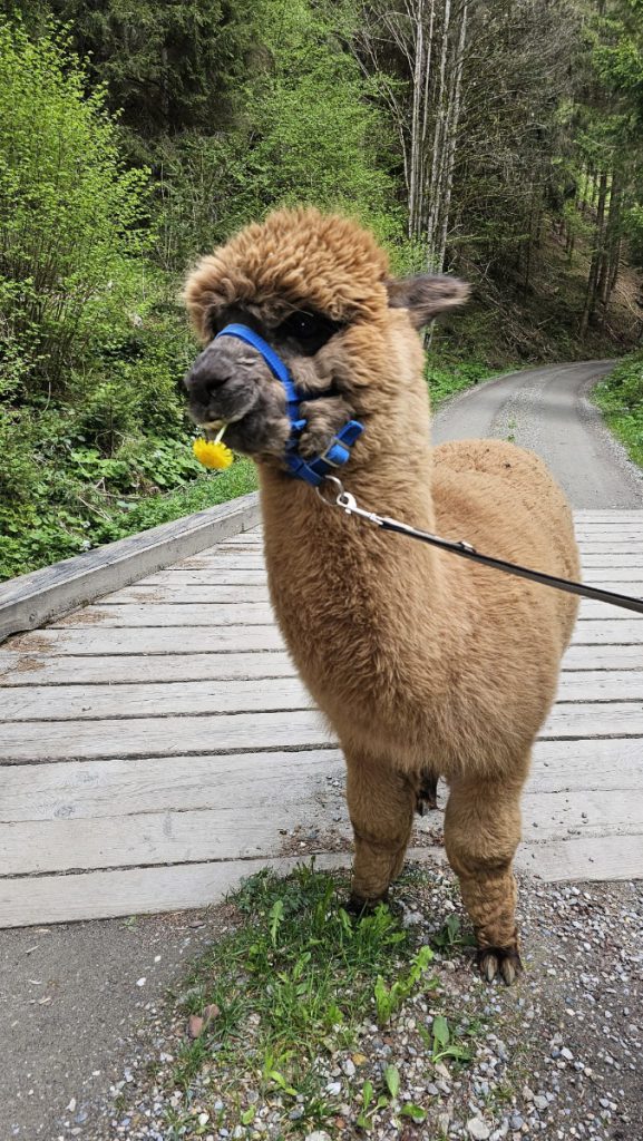 Fam Laikam Alpacawandeling bergen Oostenrijk Murtal vakantiewoning
