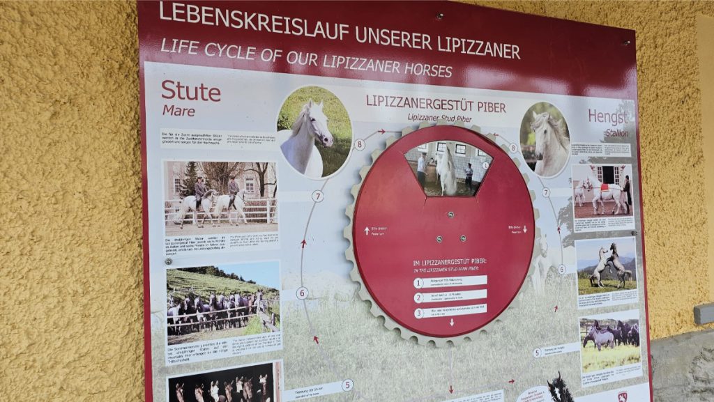 Lipizzaner paarden Piber Stud Farm Oostenrijk