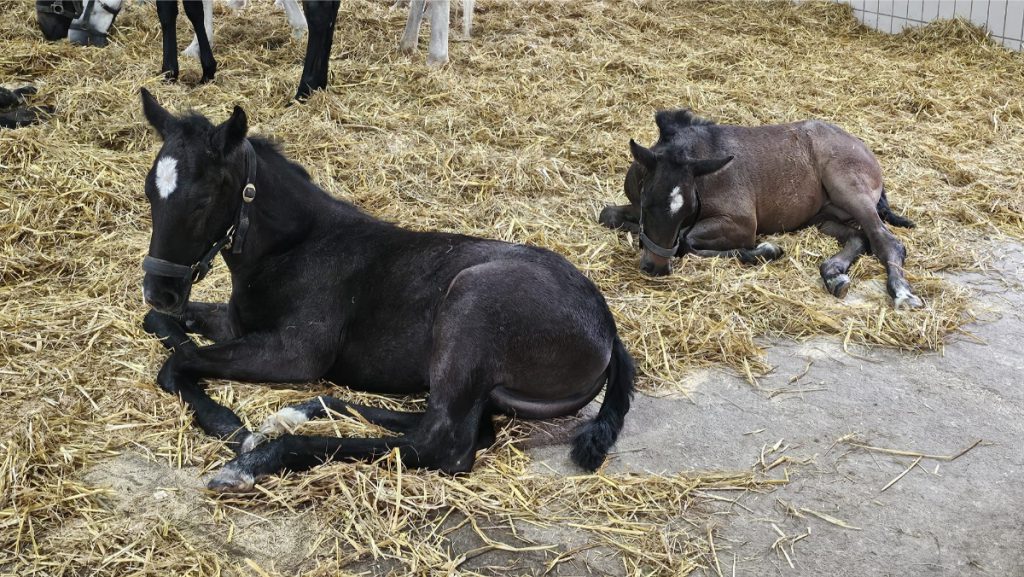 kraamkamer Lipizzaner paarden Piber Stud Farm Oostenrijk