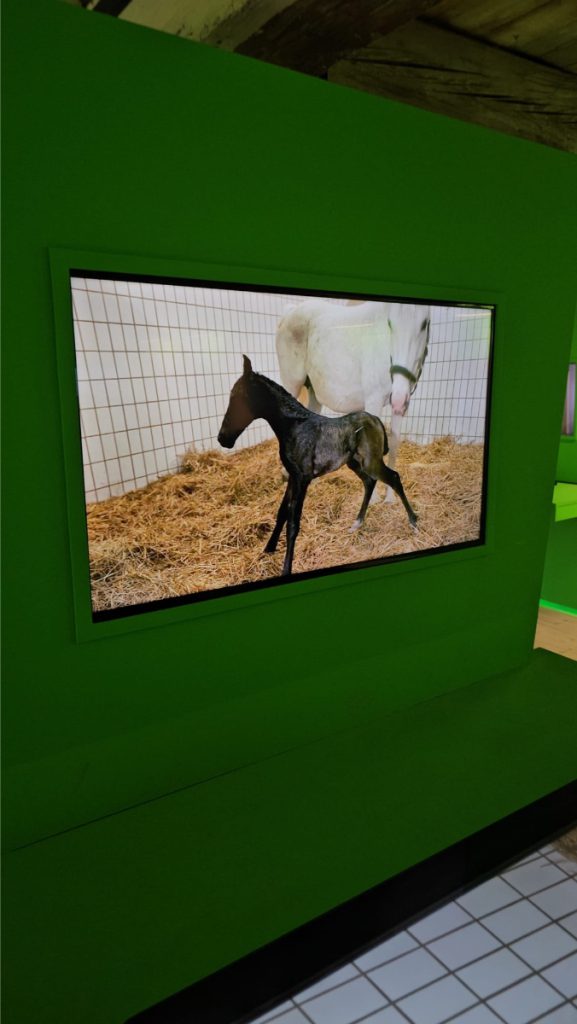 museum Lipizzaner paarden Piber Stud Farm Oostenrijk