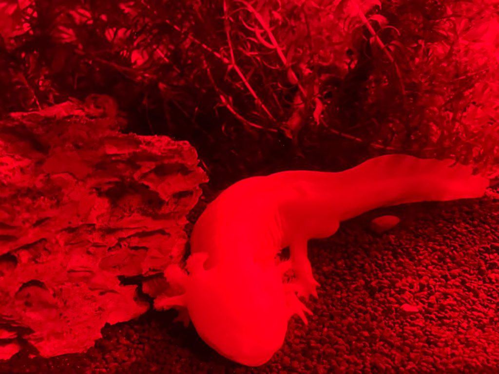 Oberhausen met tieners