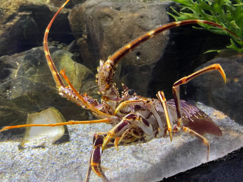 Oberhausen met tieners Sealife 