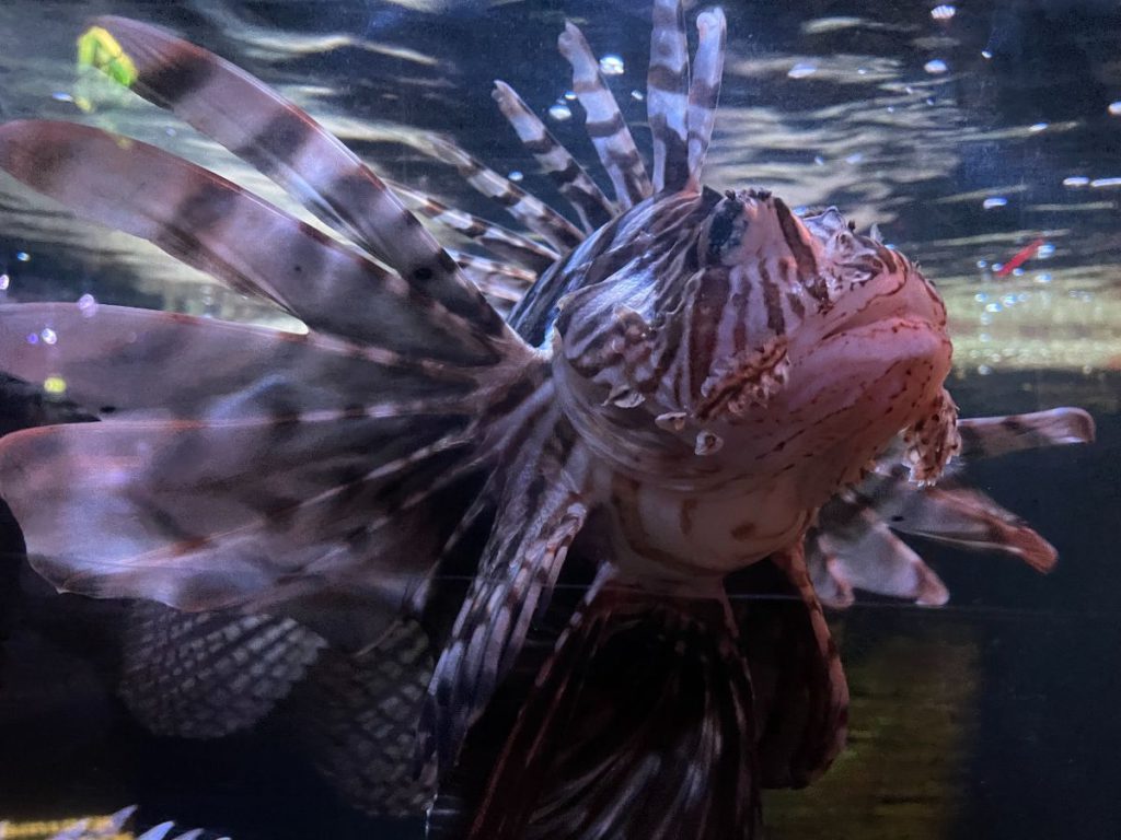 Oberhausen met tieners Sealife 