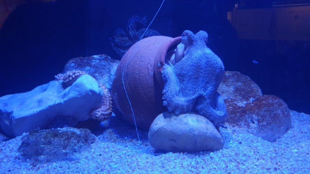 octopus in aquarium portugal