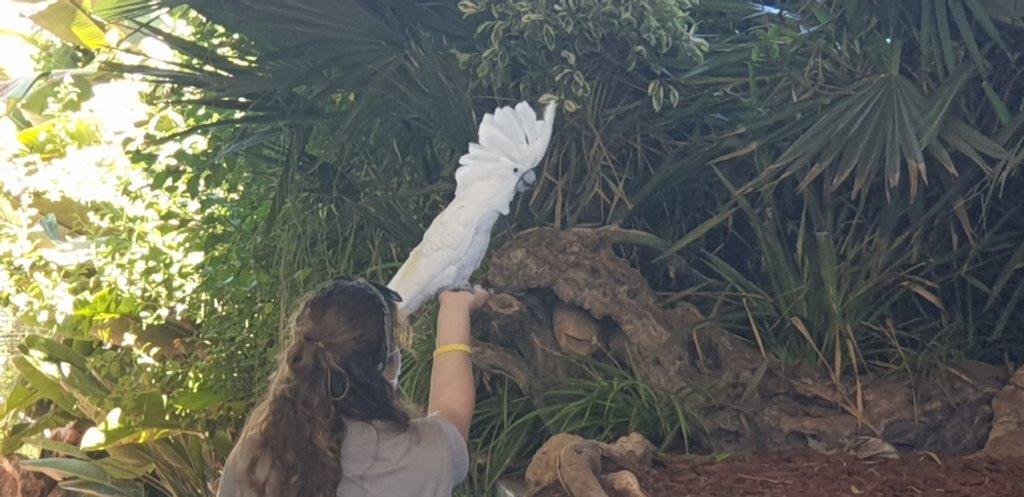 papegaai op hand papegaaienshow