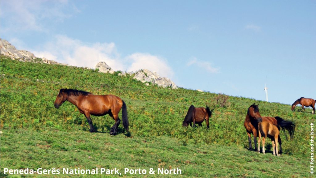 Garranos, the semi-wild horses of Peneda-Gerês National Park Ontdek de betoverende schistdorpjes en ongerepte natuur van de Açor- en Lousã-bergen in Portugal. Authentieke tradities en landschappen