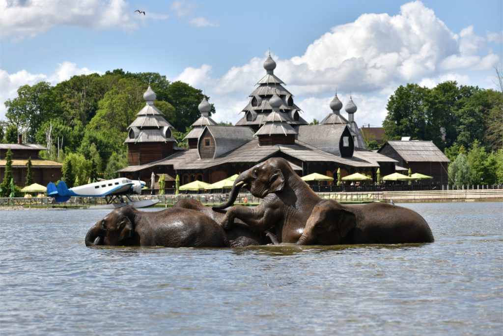 Pairi Daiza olifanten