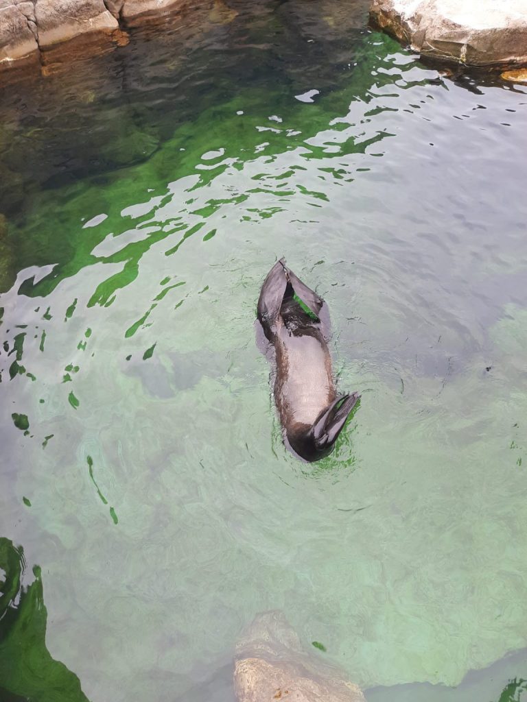 zeehond