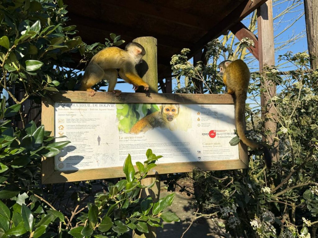 Animal Adventures Pairi Daiza apen eiland