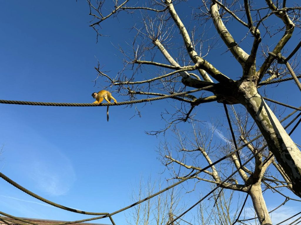 Animal Adventures Pairi Daiza