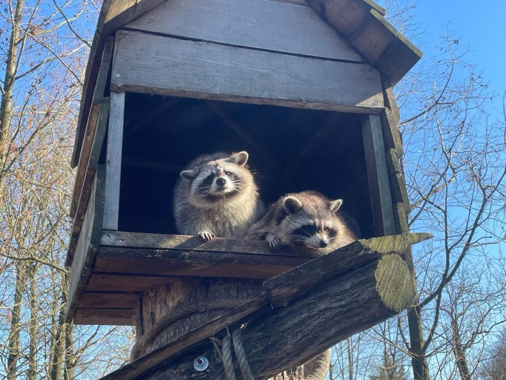 wasberen