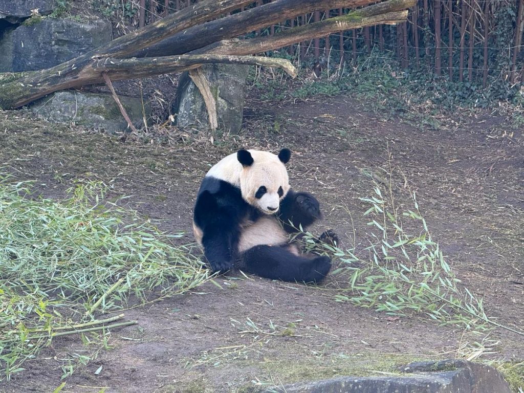 panda