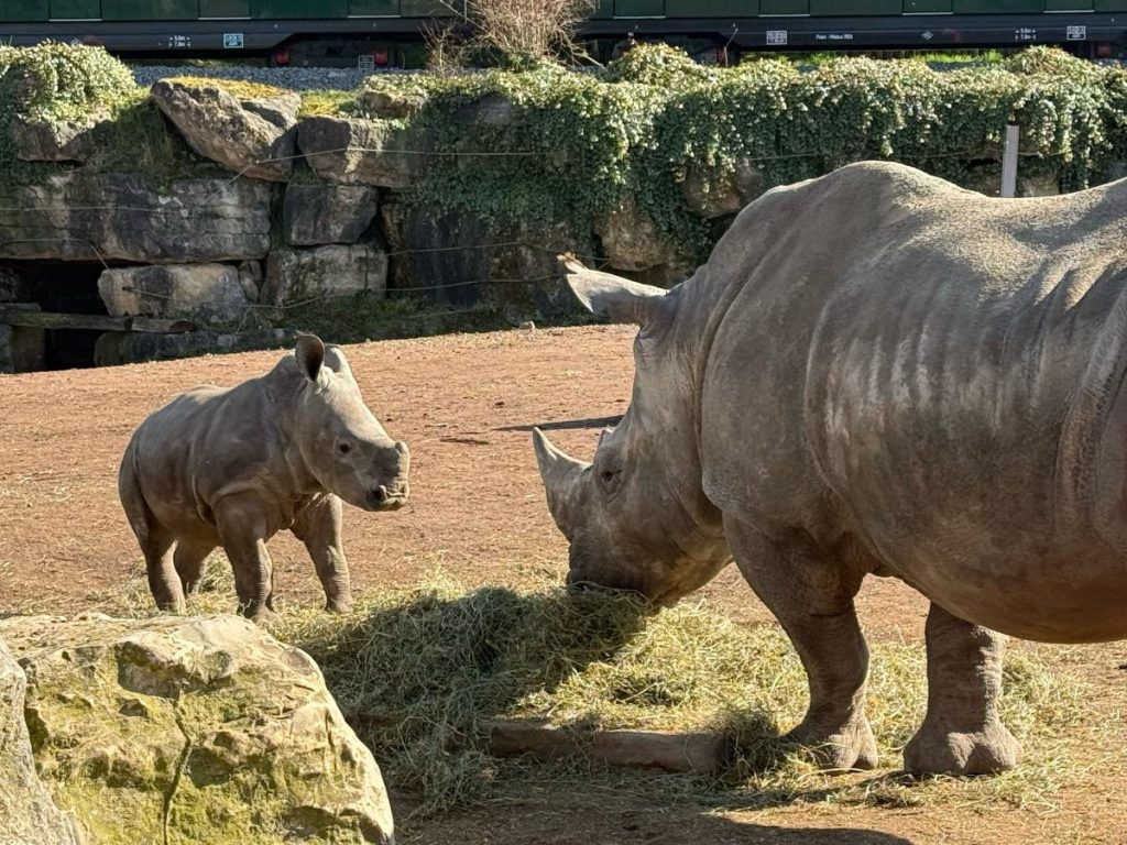 neushoorn moeder en jong baby Pairi Daiza
