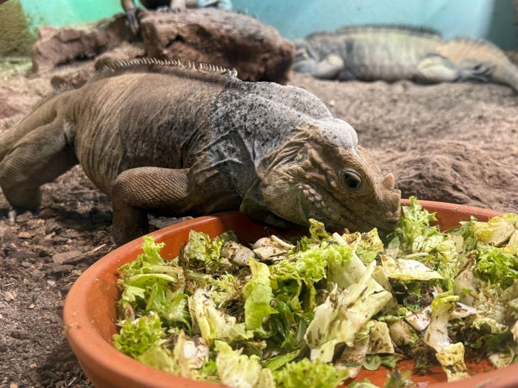 ervaringen pairi daiza