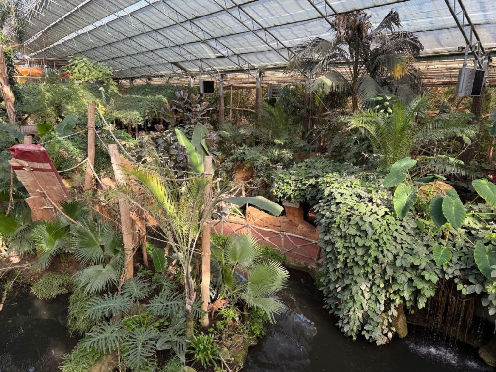 jungle