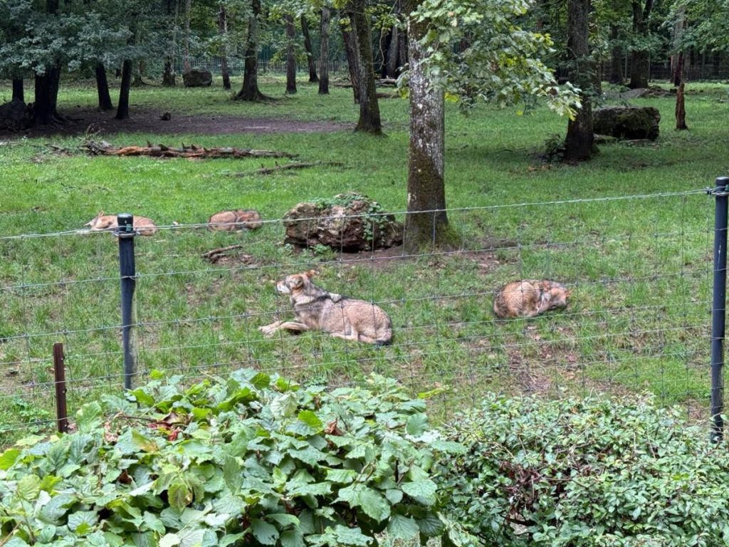 grijze wolf grotten van Han wildpark