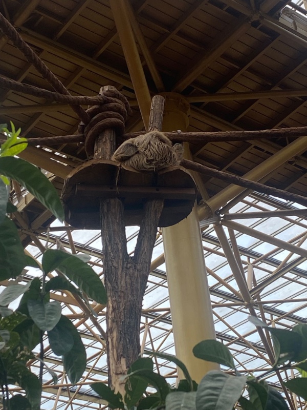 Luiaard ligt op een verhoging in Edenya