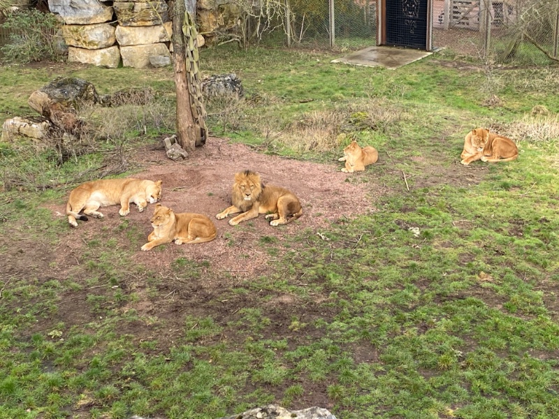 leeuwen in Pairi Daiza
