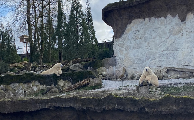 ijsberen in Land of the Cold