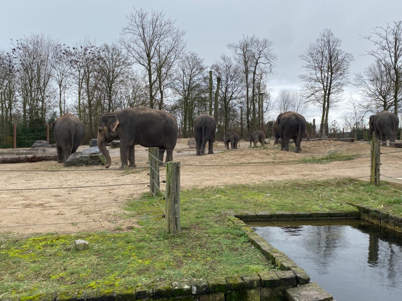 olifanten in Kingdom of Ganesha