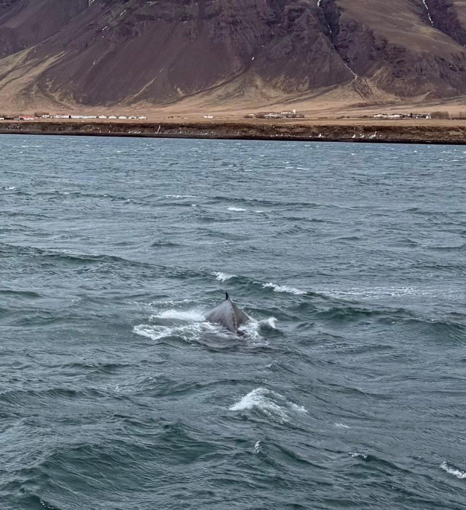 walvissafari IJsland bucketlist