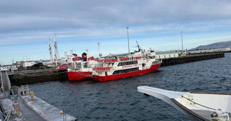 Walvissafari IJsland vanuit Reykjavik: een onvergetelijke ervaring op zee