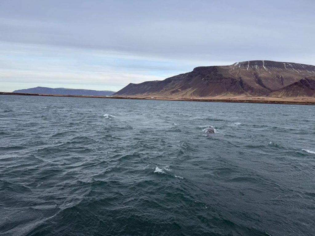 walvissafari ijsland