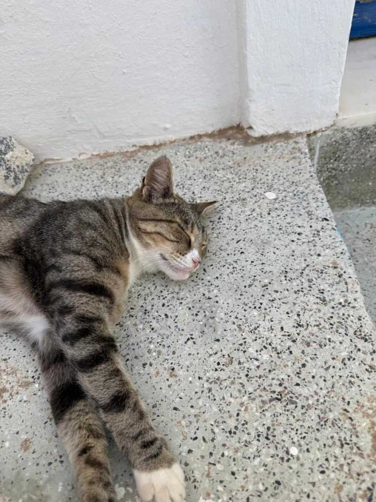 poes
