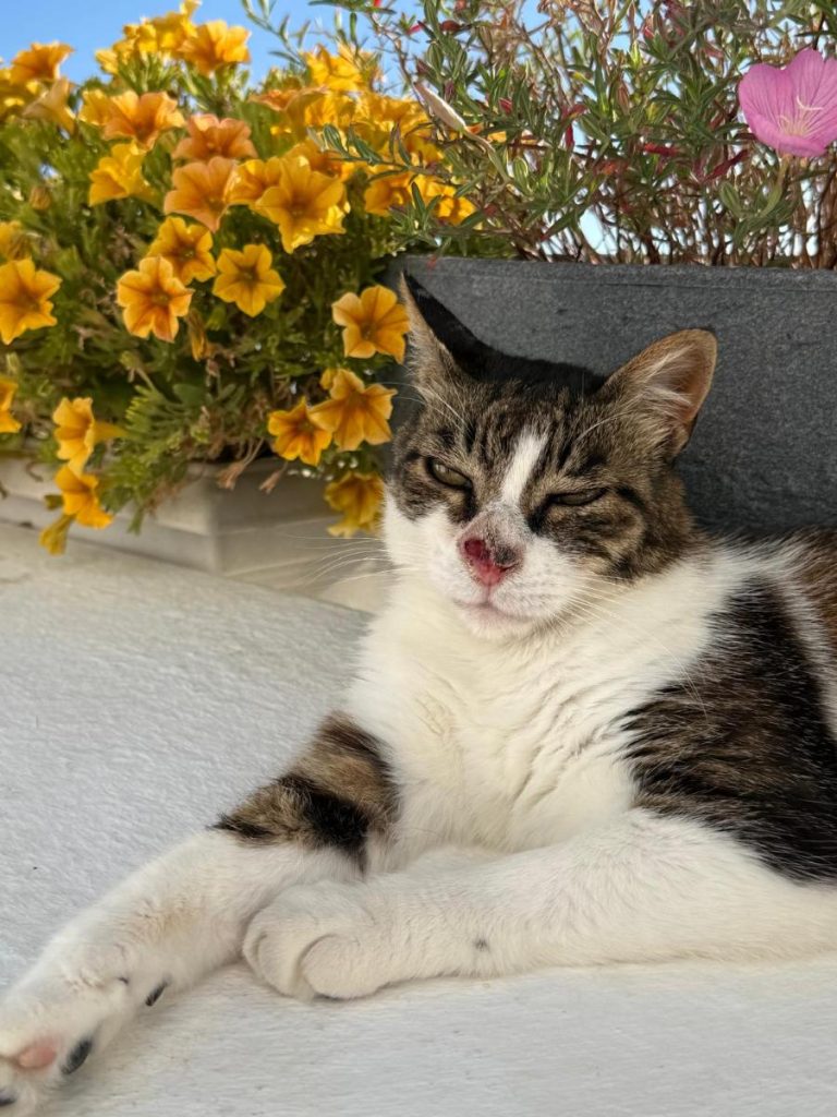 zwerfkat