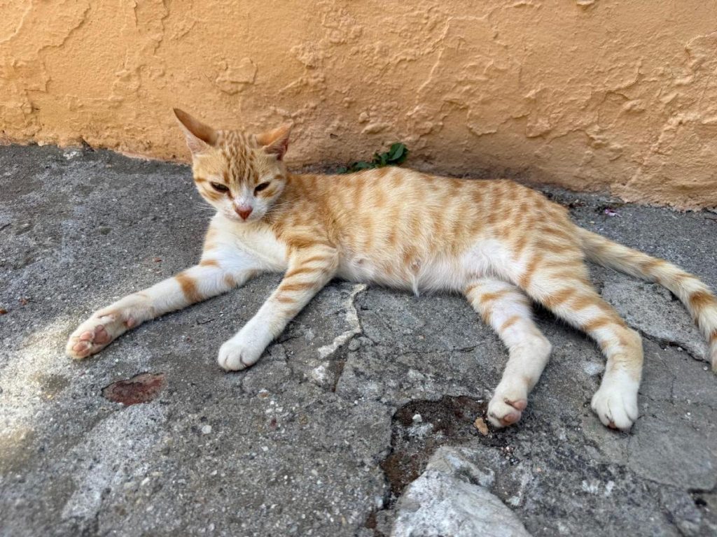zwerfkat
