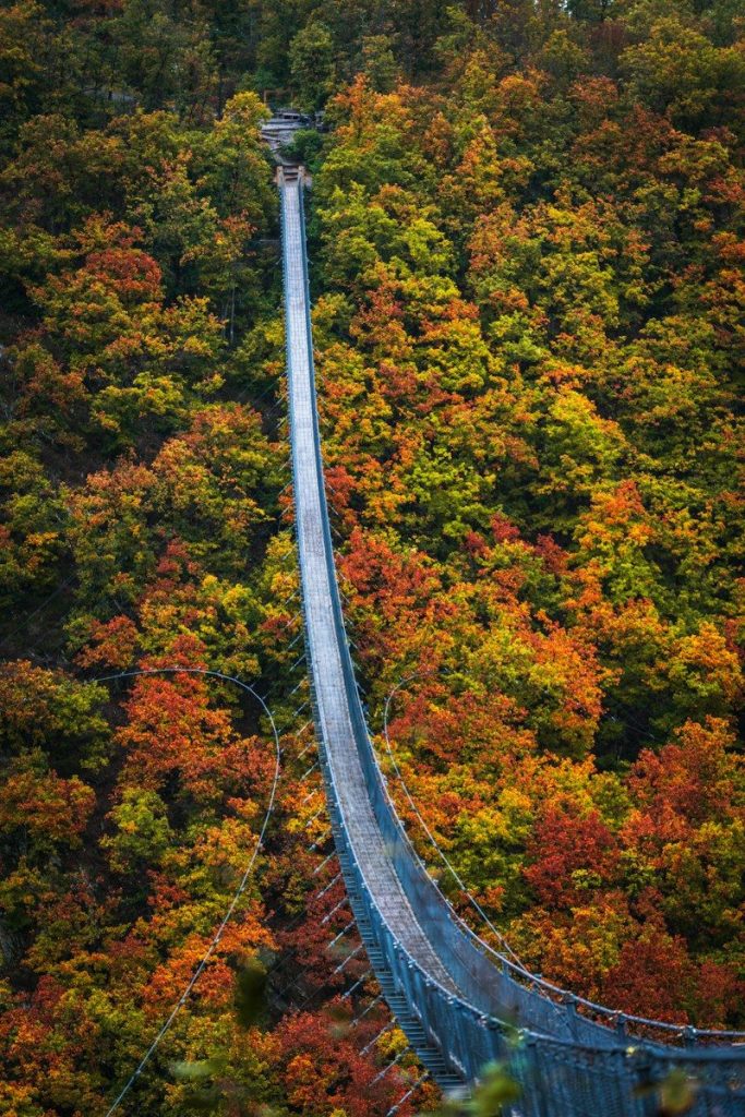 a suspension bridge in the middle of a forest herfstvakantie met kinderen in europa