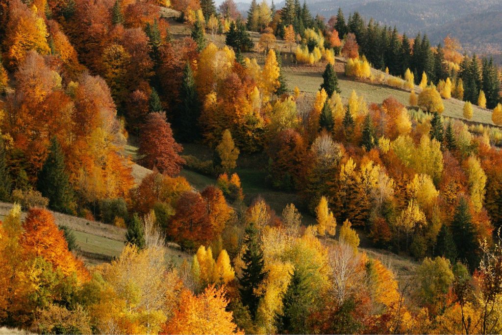 A hillside covered in lots of colorful trees