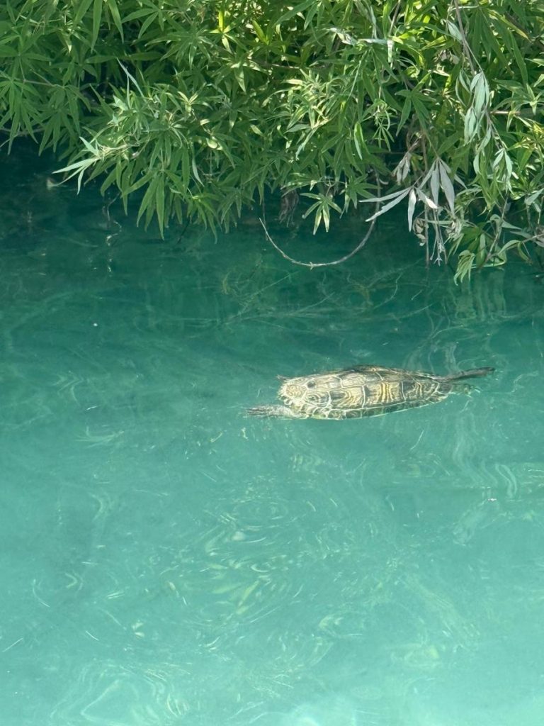 schildpad