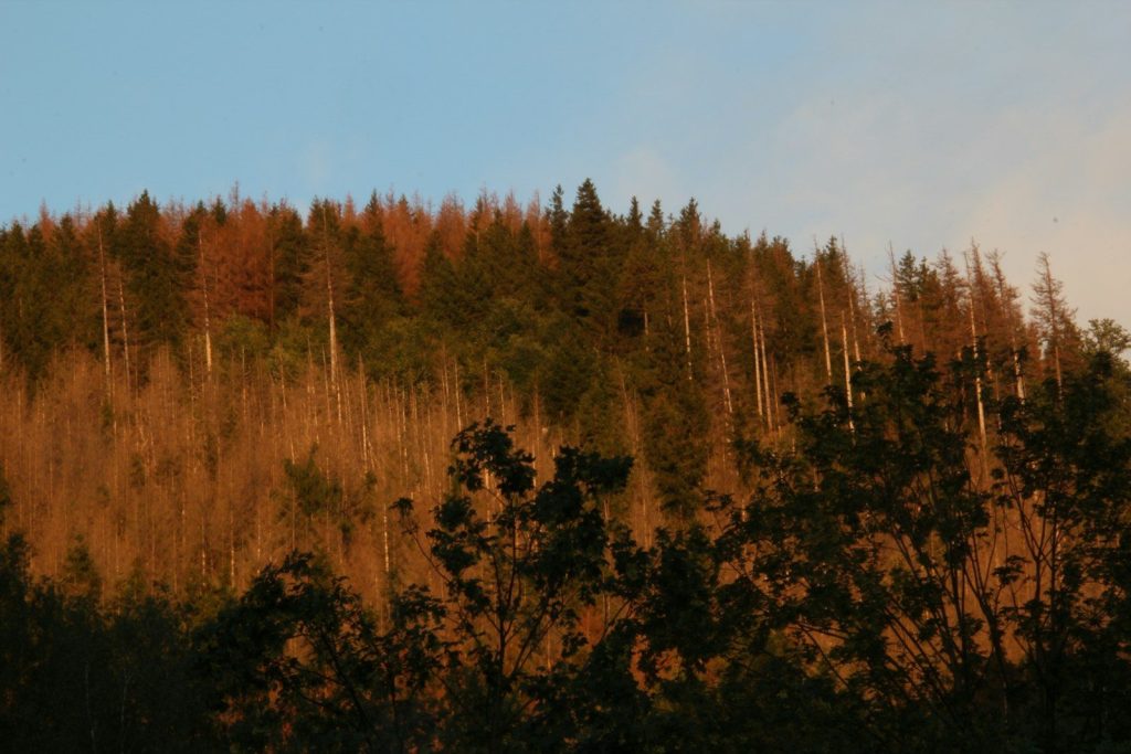 a group of trees that are standing in the grass